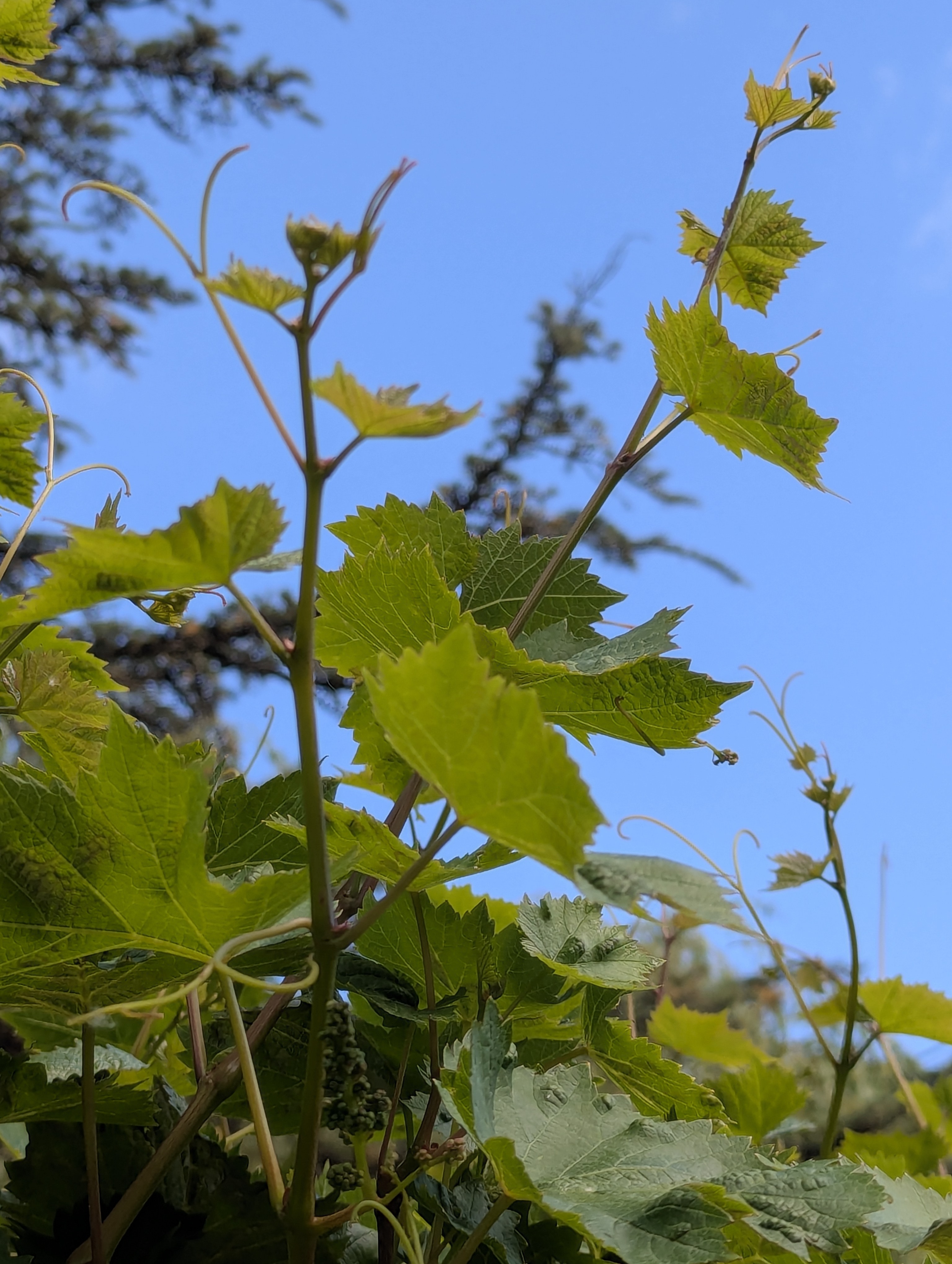 Birthday Trip to Canada, Country Vines Winery, Richmond, British Columbia